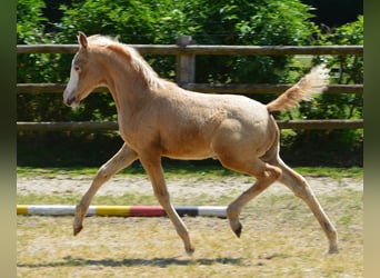 Koń półkrwi arabskiej (Arabian Partbred), Ogier, Źrebak (03/2023), 154 cm, Overo wszelkich maści