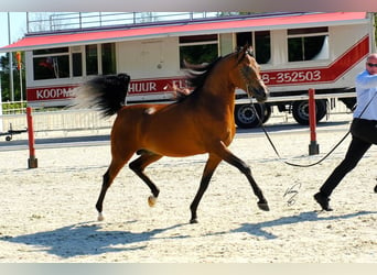 Koń półkrwi arabskiej (Arabian Partbred), Ogier, Źrebak (03/2024), 155 cm, Gniada