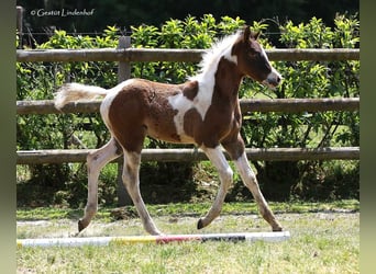 Koń półkrwi arabskiej (Arabian Partbred), Ogier, Źrebak (03/2023), 155 cm, Tobiano wszelkich maści