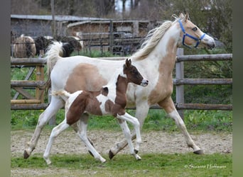 Koń półkrwi arabskiej (Arabian Partbred), Ogier, Źrebak (03/2023), 155 cm, Tobiano wszelkich maści