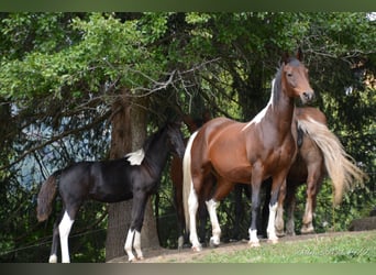 Koń półkrwi arabskiej (Arabian Partbred), Ogier, Źrebak (04/2023), Srokata