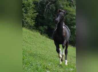 Koń półkrwi arabskiej (Arabian Partbred), Ogier, Źrebak (04/2023), Srokata
