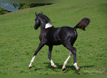 Koń półkrwi arabskiej (Arabian Partbred), Ogier, Źrebak (04/2023), Srokata