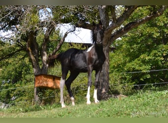 Koń półkrwi arabskiej (Arabian Partbred), Ogier, Źrebak (04/2023), Srokata