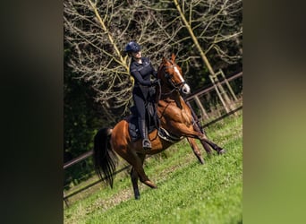 Koń półkrwi arabskiej (Arabian Partbred), Wałach, 11 lat, 155 cm, Gniada