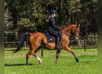 Koń półkrwi arabskiej (Arabian Partbred), Wałach, 11 lat, 155 cm, Gniada