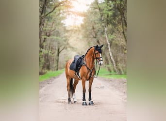 Koń półkrwi arabskiej (Arabian Partbred), Wałach, 11 lat, 155 cm, Gniada