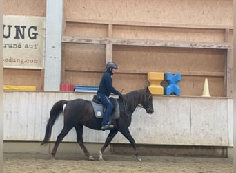 Koń półkrwi arabskiej (Arabian Partbred), Wałach, 12 lat, 153 cm, Kasztanowata