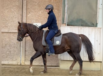 Koń półkrwi arabskiej (Arabian Partbred), Wałach, 12 lat, 153 cm, Kasztanowata