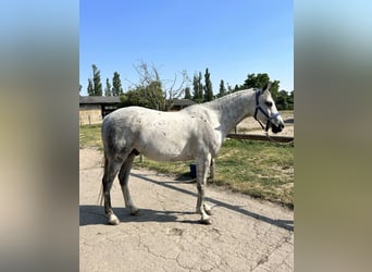 Koń półkrwi arabskiej (Arabian Partbred), Wałach, 13 lat, 155 cm, Siwa