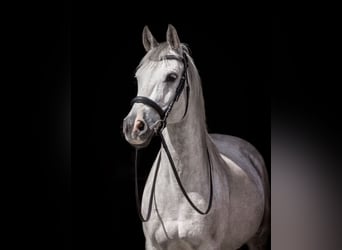 Koń półkrwi arabskiej (Arabian Partbred), Wałach, 13 lat, 155 cm, Siwa