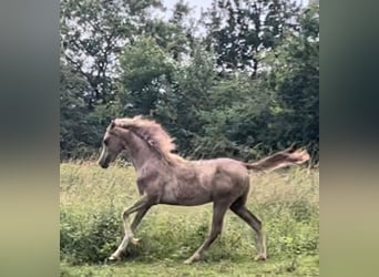 Koń półkrwi arabskiej (Arabian Partbred), Wałach, 1 Rok, Kasztanowatodereszowata