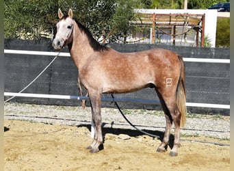 Koń półkrwi arabskiej (Arabian Partbred), Wałach, 3 lat, 152 cm, Siwa