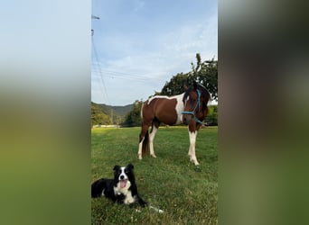 Koń półkrwi arabskiej (Arabian Partbred), Wałach, 3 lat, 154 cm, Srokata