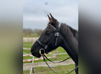 Koń półkrwi arabskiej (Arabian Partbred), Wałach, 3 lat, 155 cm, Srokata