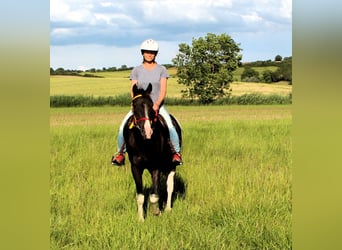 Koń półkrwi arabskiej (Arabian Partbred), Wałach, 4 lat, 146 cm, Kara