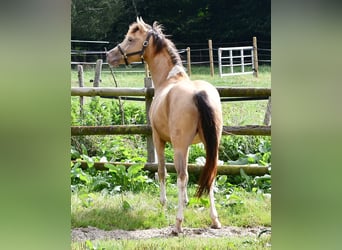 Koń półkrwi arabskiej (Arabian Partbred), Wałach, 4 lat, 147 cm