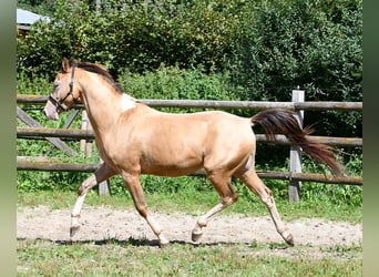 Koń półkrwi arabskiej (Arabian Partbred), Wałach, 4 lat, 147 cm