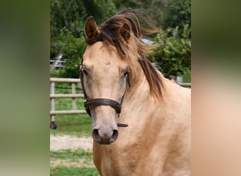 Koń półkrwi arabskiej (Arabian Partbred), Wałach, 4 lat, 147 cm