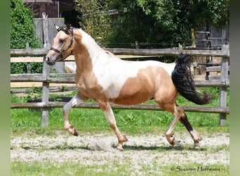 Koń półkrwi arabskiej (Arabian Partbred), Wałach, 4 lat, 154 cm, Tobiano wszelkich maści