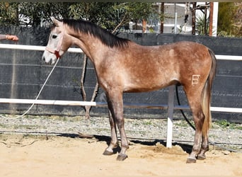 Koń półkrwi arabskiej (Arabian Partbred), Wałach, 4 lat, 155 cm, Siwa