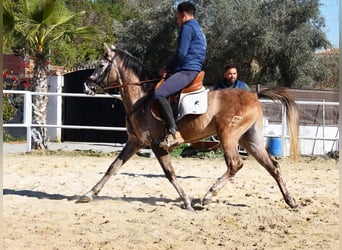 Koń półkrwi arabskiej (Arabian Partbred), Wałach, 4 lat, 155 cm, Siwa