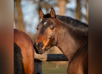 Koń półkrwi arabskiej (Arabian Partbred), Wałach, 5 lat, 148 cm, Gniada