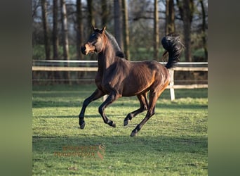 Koń półkrwi arabskiej (Arabian Partbred), Wałach, 5 lat, 148 cm, Gniada