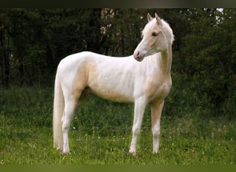 Koń półkrwi arabskiej (Arabian Partbred), Wałach, 5 lat, 148 cm, Srokata