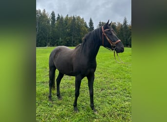 Koń półkrwi arabskiej (Arabian Partbred), Wałach, 5 lat, 155 cm, Kara