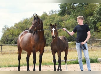 Koń półkrwi arabskiej (Arabian Partbred), Wałach, 5 lat, 160 cm, Ciemnogniada