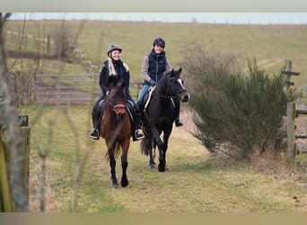 Koń półkrwi arabskiej (Arabian Partbred), Wałach, 5 lat, 160 cm, Ciemnogniada