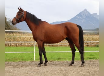 Koń półkrwi arabskiej (Arabian Partbred), Wałach, 7 lat, 147 cm, Gniada