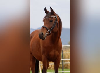 Koń półkrwi arabskiej (Arabian Partbred), Wałach, 7 lat, 147 cm, Gniada