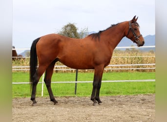 Koń półkrwi arabskiej (Arabian Partbred), Wałach, 7 lat, 147 cm, Gniada