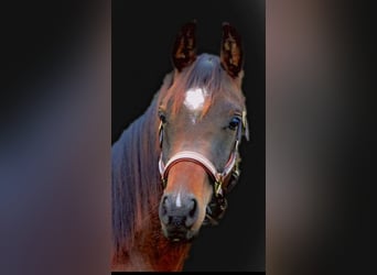 Koń półkrwi arabskiej (Arabian Partbred), Wałach, 7 lat, 160 cm, Gniada