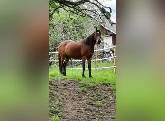 Koń półkrwi arabskiej (Arabian Partbred), Wałach, 7 lat, 160 cm, Gniada