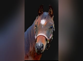 Koń półkrwi arabskiej (Arabian Partbred), Wałach, 8 lat, 160 cm, Gniada