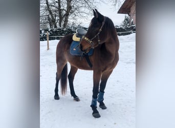 Koń półkrwi arabskiej (Arabian Partbred), Wałach, 8 lat, 160 cm, Gniada