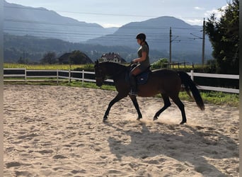 Koń półkrwi arabskiej (Arabian Partbred), Wałach, 8 lat, 160 cm, Gniada