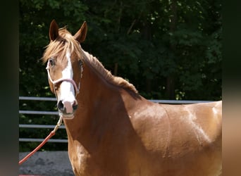 Koń półkrwi arabskiej (Arabian Partbred), Wałach, 8 lat, 165 cm, Kasztanowata