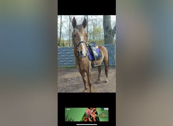 Koń półkrwi arabskiej (Arabian Partbred), Wałach, 9 lat, 150 cm, Jasnogniada