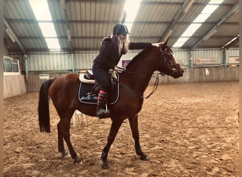 Koń półkrwi arabskiej (Arabian Partbred), Wałach, 9 lat, 155 cm, Rabicano