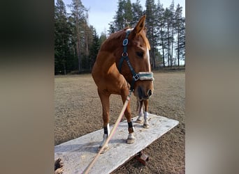Koń półkrwi arabskiej (Arabian Partbred), Wałach, 9 lat, 160 cm, Kasztanowata
