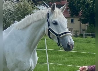 Koń reński, Klacz, 10 lat, 164 cm, Siwa