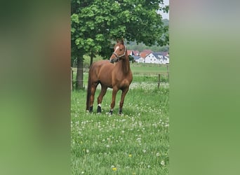 Koń reński, Klacz, 10 lat, 166 cm, Kasztanowata