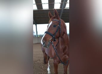 Koń reński, Klacz, 11 lat, 162 cm, Kasztanowata