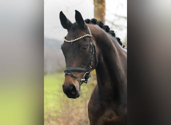 Koń reński, Klacz, 11 lat, 164 cm, Skarogniada
