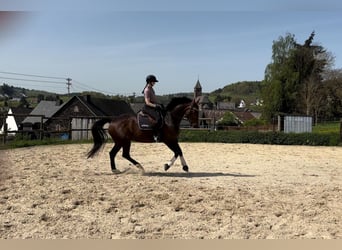 Koń reński, Klacz, 11 lat, 168 cm, Gniada