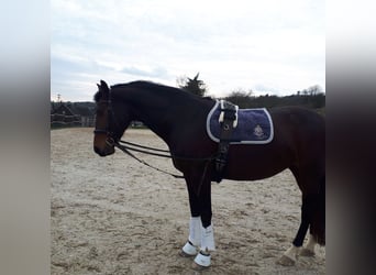 Koń reński, Klacz, 11 lat, 168 cm, Gniada